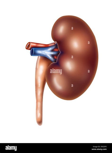 Renal Papillae Hi Res Stock Photography And Images Alamy