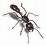 Photos of Ant Control Pet Safe