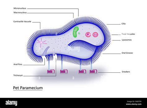 Amoeba Paramecium Hi Res Stock Photography And Images Alamy