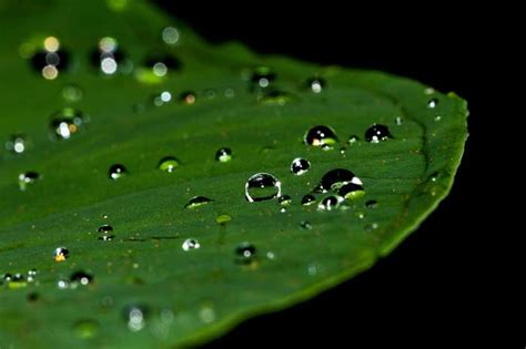 X Close Up Dew Green Leaf Macro Rain Raindrops Water