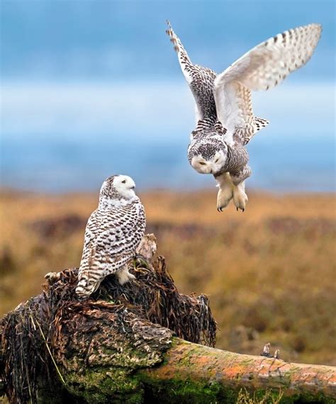 Snowy Owl Facts And Where To Find Them Birds And Blooms