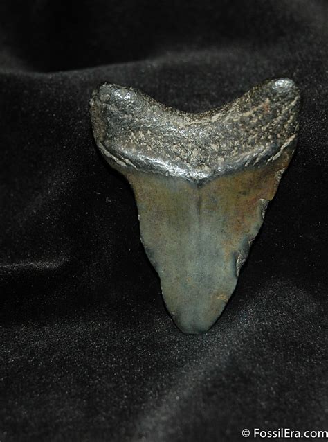 Small Megalodon Shark Tooth For Sale 558