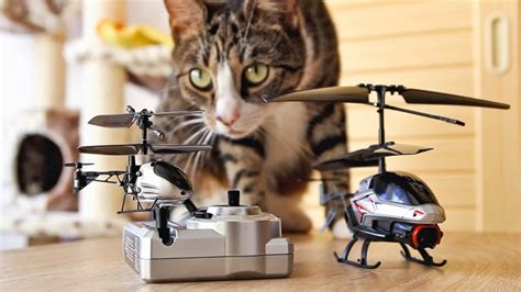 Cats Vs Worlds Smallest Rc Helicopter Youtube
