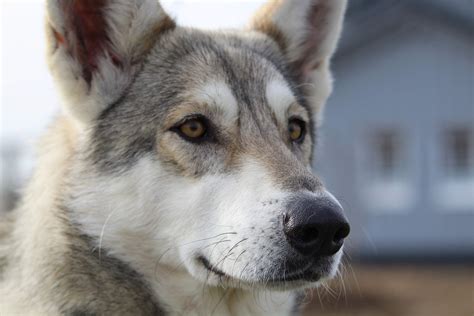 Wild Facts About Wolf Dogs