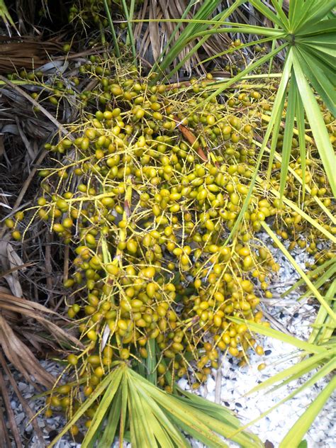 The saw palmetto palm tree, scientific name serenoa repens, is also known as silver saw palmetto palm, and scrub palm. Southwest Florida Shoreline Studies: Saw Palmetto full of ...