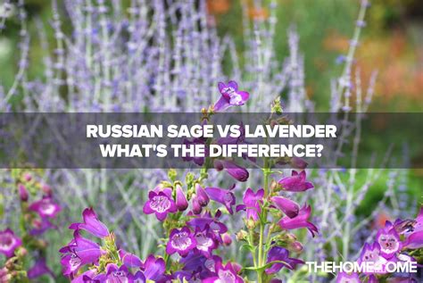 Russian Sage Vs Lavender Whats The Difference The Home Tome