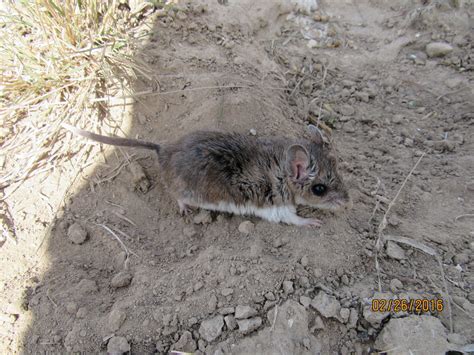 Northern Grasshopper Mouse Mammals Of The Kaibab National Forest