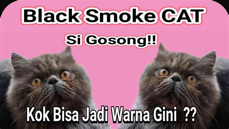 Mengenal Asal Usul Kucing Persian Peaknose Warna Black Smoke Kucing
