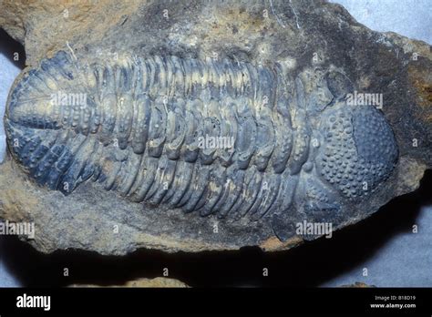 Devonian Animals Hi Res Stock Photography And Images Alamy