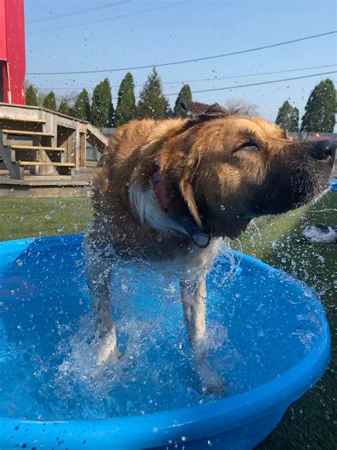 Playtime Doggy Daycare II – The Gateway to Milwaukee