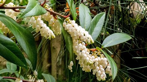 Recommended Native Plants For Maryland University Of Maryland