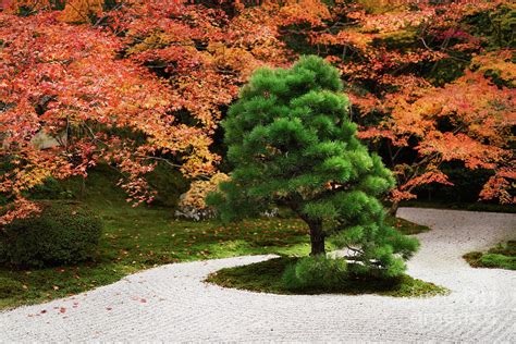 Japanese Black Pine Tree Tenjuan Temple Zen Garden In Fall Scene