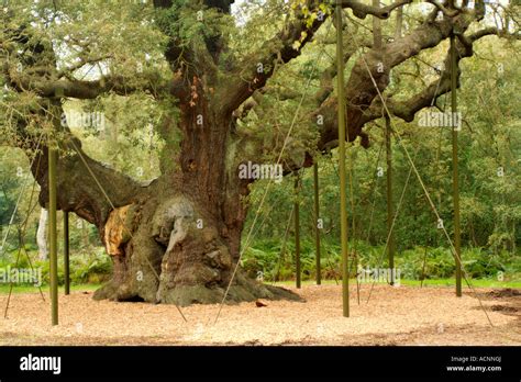 The Major Oak Tree In Sherwood Forest Stock Photo Alamy