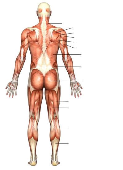Posterior Muscular System Diagram Quizlet