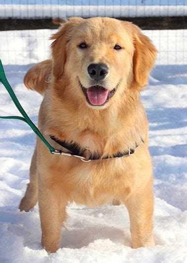 Serving ct, me, ma, eastern ny, nj, nh, ri, & vt, sunshine golden retriever rescue is a 501c3 registered dog rescue group. Adopted, thank you! Golden Puppy, Arthur! Toledo OH ...