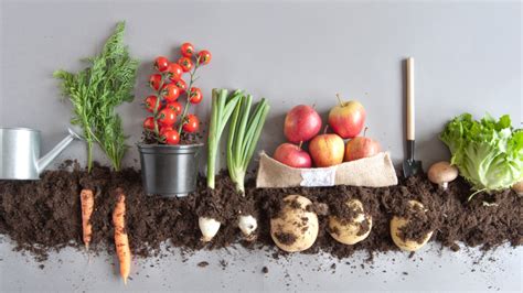 The Benefits Of Growing Your Own Fruits And Vegetables