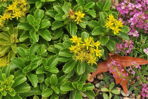 This native from mexico grows in trailing stems that can reach up. Rock Garden Sedum | Unlabeled stonecrop in the Rock Garden ...