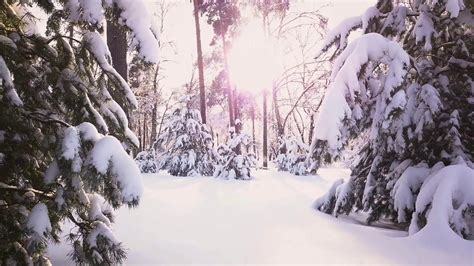Beautiful Winter In The Woods Wallpapers Wallpaper Cave