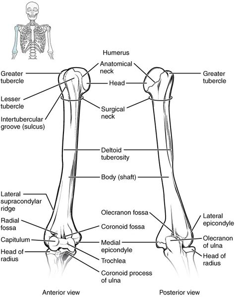 Bones Of The Upper Limb Anatomy And Physiology Upper Limb Anatomy