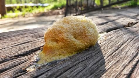 Nature Photography And Facts Dog Vomit Slime Mold