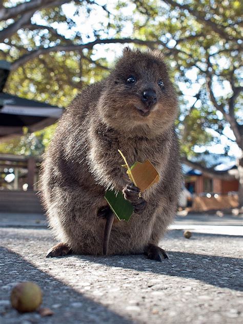 Groups of quokkas live in territories, which are defended by dominant males. L'animal (fun) du jour : le Quokka - Le blog YouLab