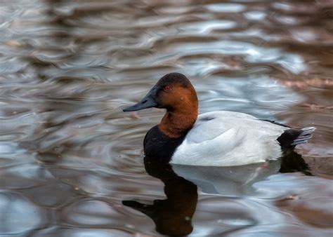 The Canvasback Aythya Valisineria Is The Largest Of The North