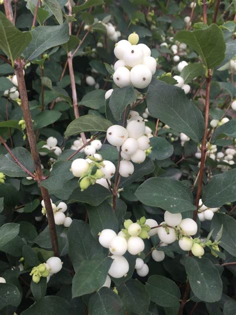 Buy Snowberry Symphoricarpos Hedging Plants View Our Varieties Hopes Grove
