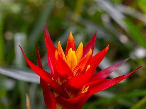 Are Bromeliads Perennials Or Annuals Explained Leafyjournal