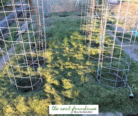 This site provides total 10 hindi meaning for clippings. How I cut my weeding time by 75%