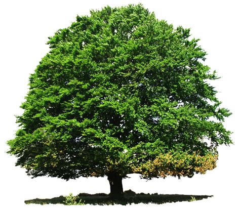 Tree Png Transparent Png Image For Free Download