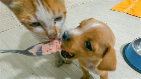 So Cute Puppy And Kitten Are Best Friends Youtube