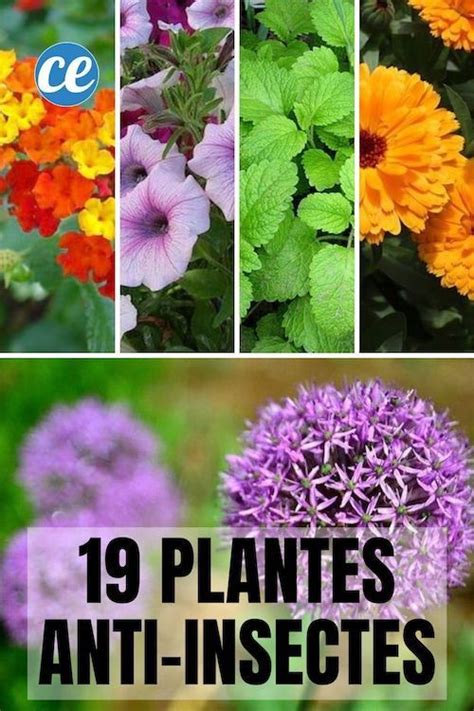19 Plantes Anti Insectes Qui Protègent Naturellement Votre Maison