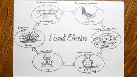 How To Draw Food Chain Step By Step Very Easy Youtube