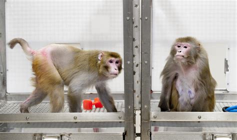 Monkey Caloric Restriction Study Shows Big Benefit Contradicts Earlier