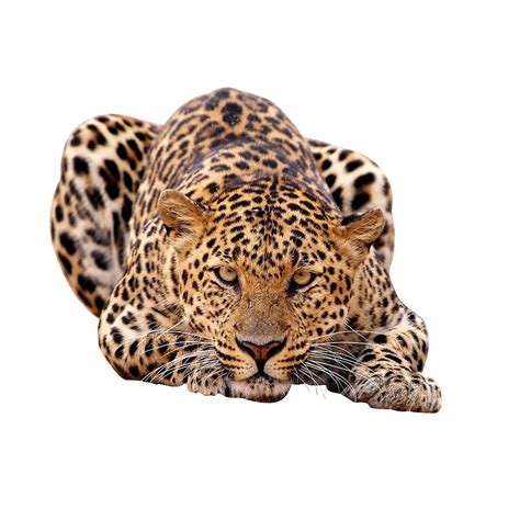 Amur Leopard African Leopard Felidae Tiger Leopard Png Download