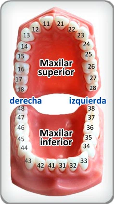 Numeración dental o cual es el numero de los dientes TravelToDentist