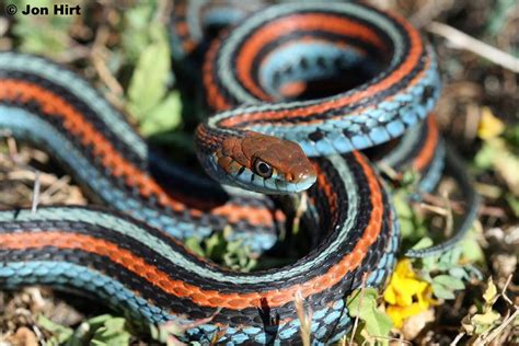 San Francisco Gartersnake Thamnophis Sirtalis Tetrataenia