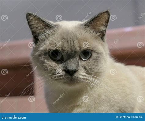 The Pregnant Short Legged Siamese Cat Stock Photo Image Of Casually