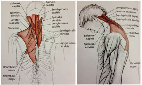 Want to learn more about it? Stretch Sequence to Relieve Tension in the Neck & Shoulders