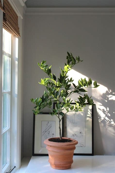 Heres To Keeping Your Potted Citrus Happy Indoors This