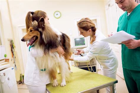 Female Veterinarian Exam Dog`s Ear At Professional Pet Clinic Stock