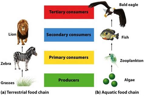 The plants and animals of a schoolyard and a wetland habitat • define food chain and describe a wetland food chain. The Lab: Unit 1_ ECOSYSTEMS_FOOD CHAIN