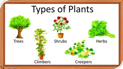 Types Of Plants Types Of Plants For Kids Herbs Climbers