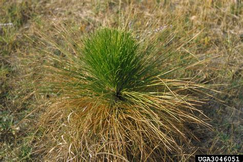 Brown Spot Needle Blight Of Pine Mycosphaerella Dearnessii On Longleaf Pine Pinus Palustris