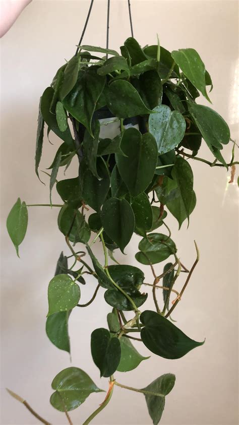 Also, remove any leaves with spots or signs of bruising or fungus. Heartleaf Philodendron : houseplants