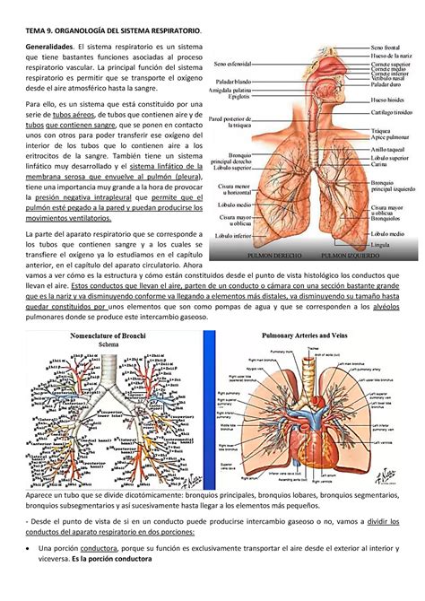 Histología Sistema Respiratorio 2021 2022 Apuntes Completos De Clase