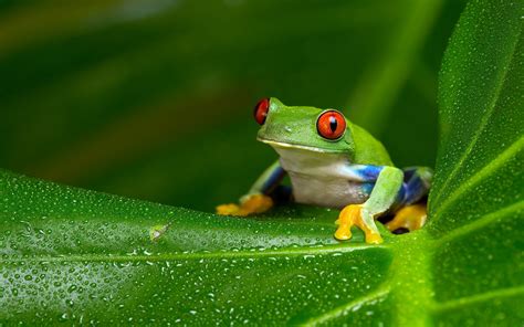 Tree Frog Wallpaper 64 Images