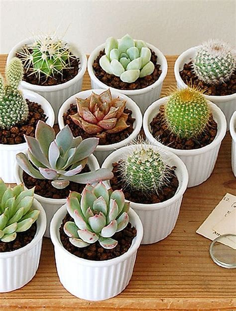30 Excellent Diy Small Cactus Succulent Decoration Ideas Trendhmdcr