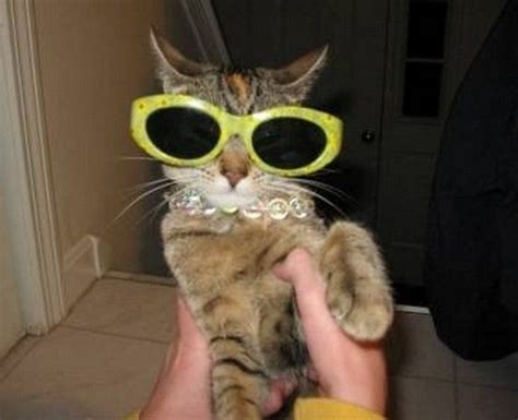 A Gallery Of Cats Wearing Sunglasses Cat Wearing Glasses Animal