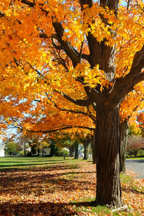 Maple Tree Identification And Mapping Blains Farm And Fleet Blog